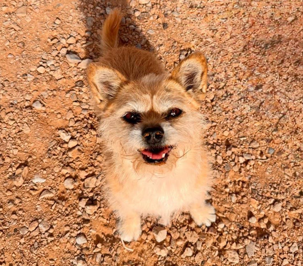 FitBark_Gobi_Smiling.jpg